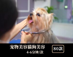 宠物美容猫狗美容中视频素材-财仔梦想资源网