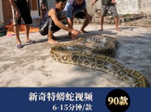 新奇特蟒蛇视频-财仔梦想资源网