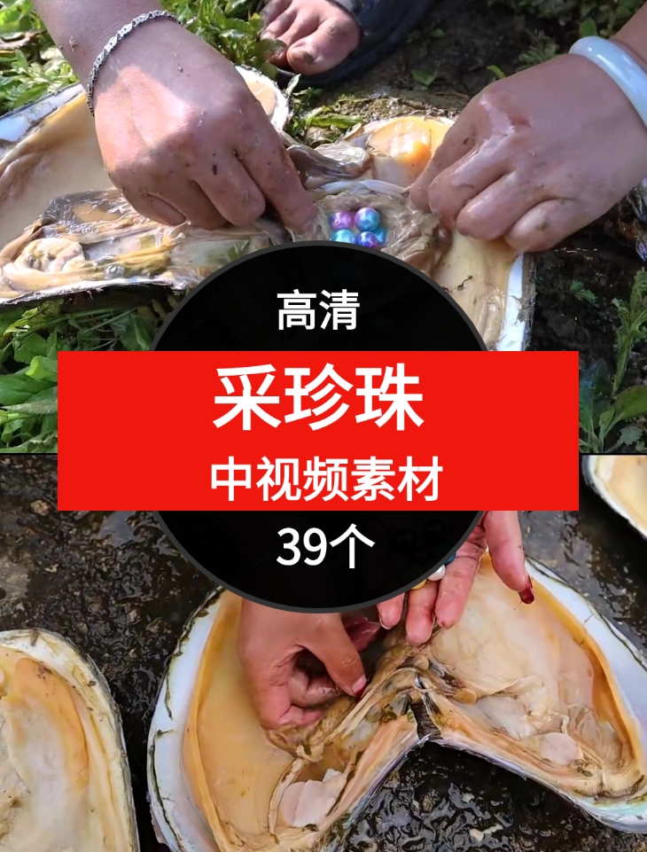 采珍珠视频素材-财仔梦想资源网