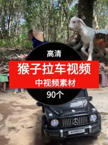 猴子拉车视频素材中视频素材-90个-财仔梦想资源网