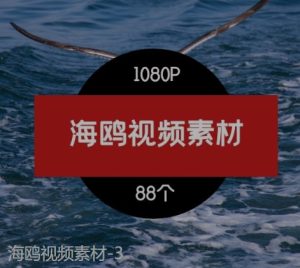 海鸥视频素材-3-财仔梦想资源网