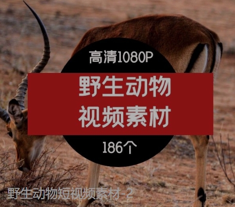野生动物短视频素材-2-财仔梦想资源网