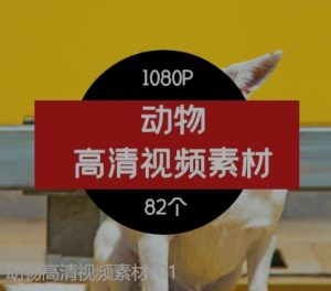 动物高清视频素材-01-财仔梦想资源网