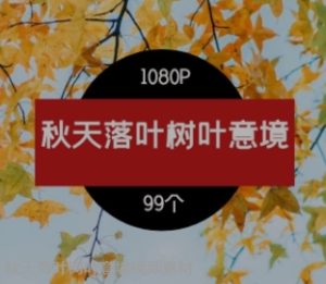 秋天落叶树叶意境视频素材-财仔梦想资源网