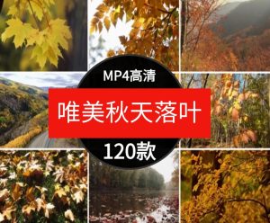 唯美秋天风景怀旧伤感落叶红叶枫叶树叶飘落实拍自媒体短视频素材-财仔梦想资源网