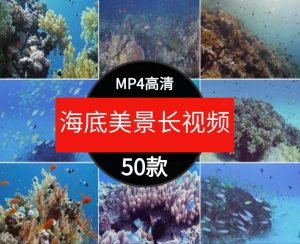 高清海底世界海洋生物鱼群海豚鲨鱼珊瑚潜水特写实拍剪辑视频素材-财仔梦想资源网