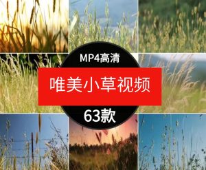 唯美小清新小草野草植物自然风景日落治愈系特写实拍视频素材-财仔梦想资源网