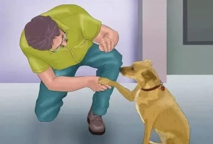 专业训犬教程（140节课）-财仔梦想资源网